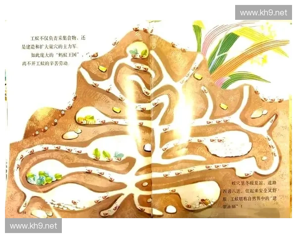 讲述英雄蚂蚁逆境奋战守护家园的奇幻冒险传奇历程故事篇章精彩